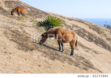 都井岬　御崎馬 92255884