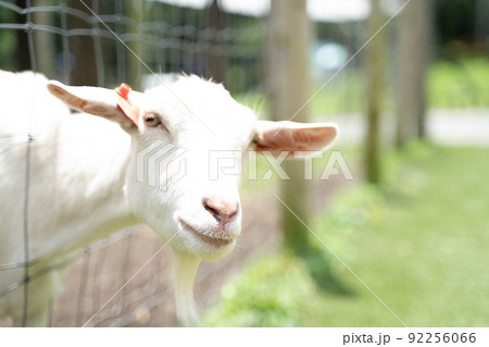 フェンスから顔を出すヤギの様子 フェンスから顔を出すヤギの様子 92256066
