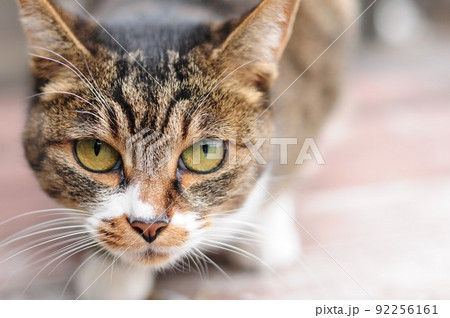 獲物に近づく猫 92256161