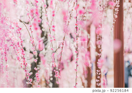 結城神社の梅の花 結城神社の梅の花 92256184