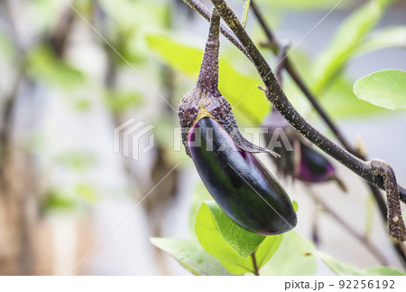 茄子 なすび ナスビ 茄子畑 夏野菜 健康野菜 中長茄子 淡色野菜 イメージ素材 茄子 なすび ナスビ 茄子畑 夏野菜 健康野菜 中長茄子 淡色野菜 イメージ素材 92256192