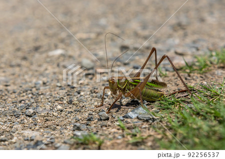 キリギリス メス キリギリス メス 92256537