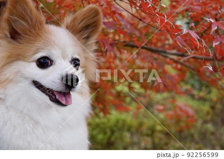 赤色紅葉と犬 92256599