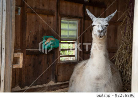 小屋でくつろぐラマ 小屋でくつろぐラマ 92256896