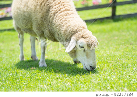 牧場で草をはむ羊の様子 92257234