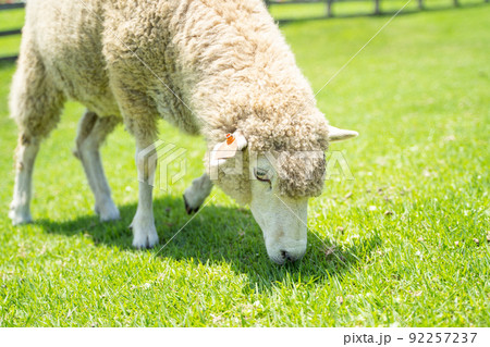 牧場で草をはむ羊の様子 92257237