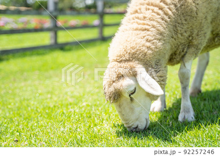 牧場で草をはむ羊の様子 92257246