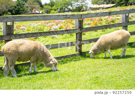 牧場で草をはむ羊の様子 牧場で草をはむ羊の様子 92257250
