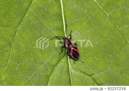 ジュウジナガカメムシ ジュウジナガカメムシ 92257258