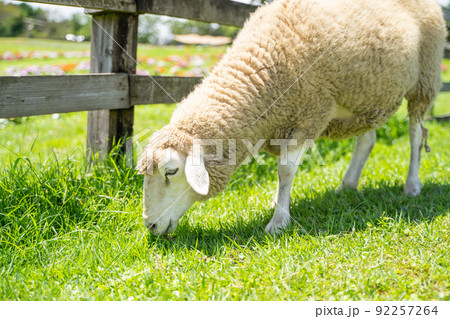 牧場で草をはむ羊の様子 92257264
