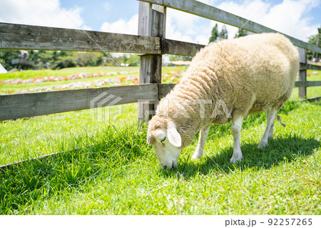 牧場で草をはむ羊の様子 92257265