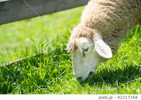 牧場で草をはむ羊の様子 牧場で草をはむ羊の様子 92257268