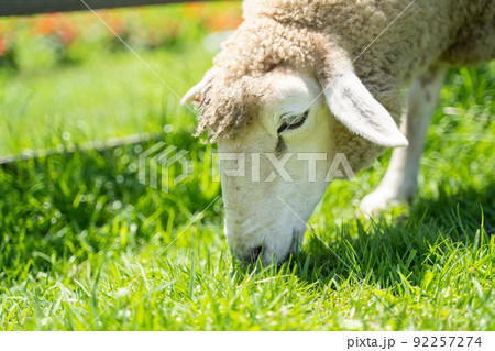 牧場で草をはむ羊の様子 92257274