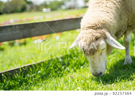牧場で草をはむ羊の様子 92257364