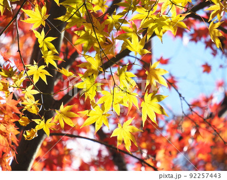 紅葉の名所「伊藤公記念公園」 紅葉の名所「伊藤公記念公園」 92257443