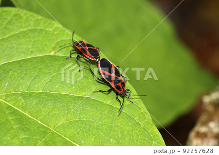 ジュウジナガカメムシの交尾 ジュウジナガカメムシの交尾 92257628