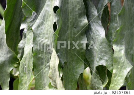 プラティケリウム・ワンダエ 葉模様 プラティケリウム・ワンダエ 葉模様 92257862