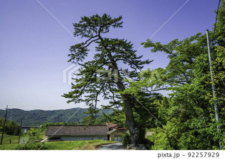 大村寺 クロマツ 岡山県吉備中央町 大村寺 クロマツ 岡山県吉備中央町 92257929