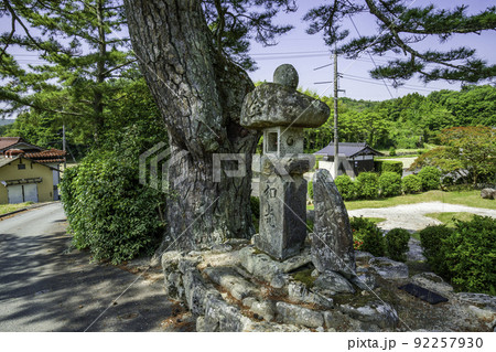 大村寺　クロマツ　岡山県吉備中央町 92257930