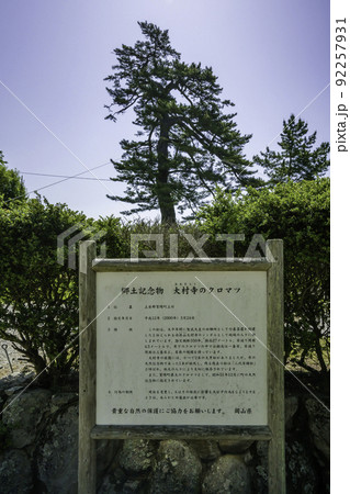 大村寺 クロマツ 岡山県吉備中央町 大村寺 クロマツ 岡山県吉備中央町 92257931