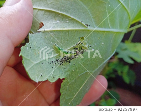 ハマキムシの巣の中は糞だらけ 92257997