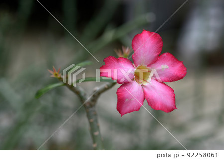 アデニウム・オベスム　砂漠のバラ 92258061