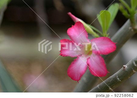 アデニウム・オベスム　砂漠のバラ 92258062