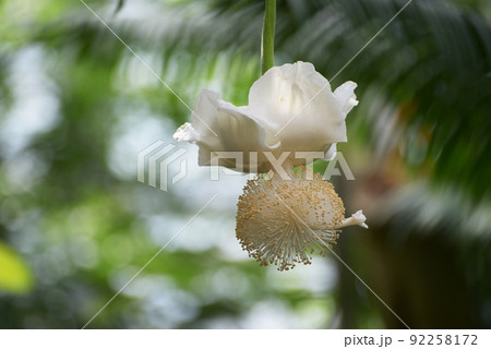 アフリカバオバブの花 アフリカバオバブの花 92258172