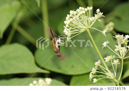 スキバホウジャク スキバホウジャク 92258576