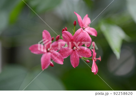 テイキンザクラ 92258620