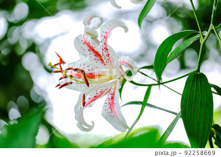 紅筋山百合 92258669