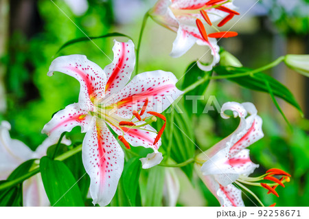 紅筋山百合三輪 92258671