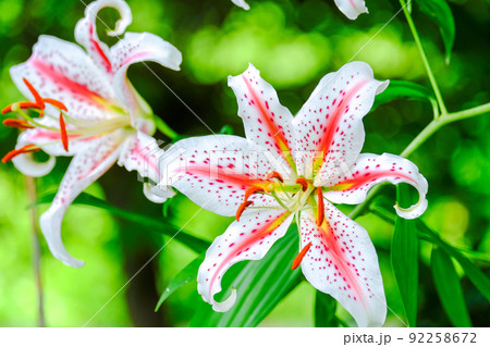 紅筋山百合二輪 紅筋山百合二輪 92258672