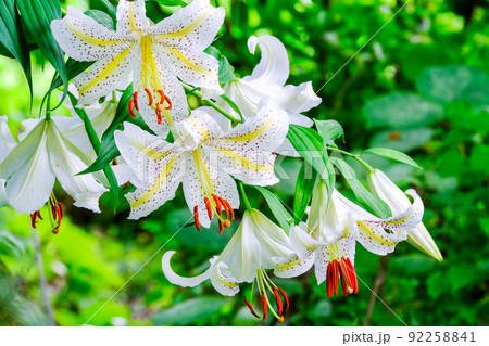 山百合開花 92258841