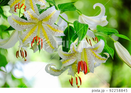 新緑と山百合 新緑と山百合 92258845