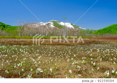 水芭蕉群落と至仏山 92259504