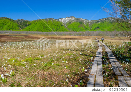 景鶴山と水芭蕉群落 92259505