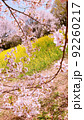 菜の花畑と桜 92260217