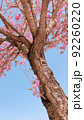 青空と桜の樹 92260220