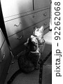 鏡に映るモノクロな猫 92262068