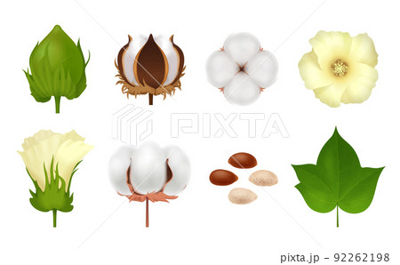 Cotton Realistic Icon Set Cotton Realistic Icon Set 92262198