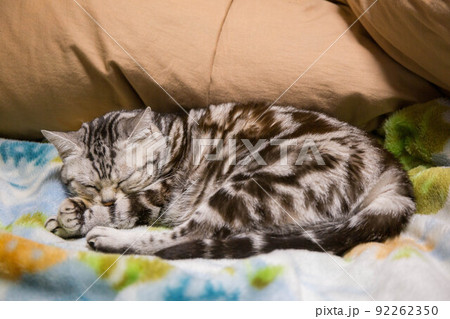 飼いたい猫ランキング上位 アメリカンショートヘア 飼いたい猫ランキング上位 アメリカンショートヘア 92262350