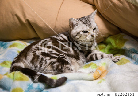 飼いたい猫ランキング上位 アメリカンショートヘア 飼いたい猫ランキング上位 アメリカンショートヘア 92262351