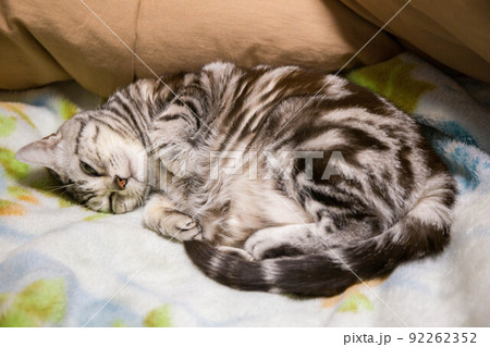 飼いたい猫ランキング上位　アメリカンショートヘア 92262352