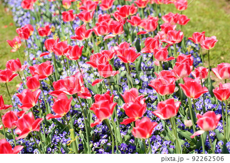 チューリップの花 チューリップの花 92262506