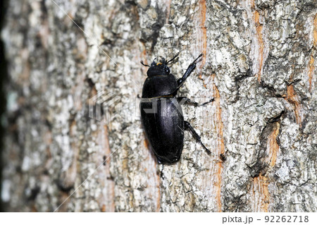 ノコギリクワガタ♀ ノコギリクワガタ♀ 92262718