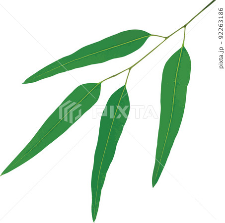 Abstract Eucalyptus leaves isolate on a white background 92263186