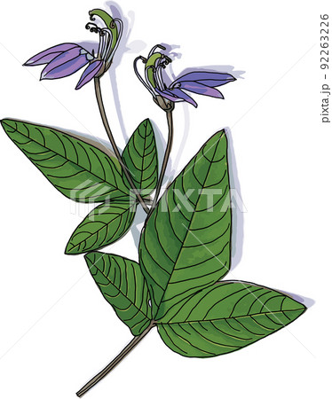 Abstract of pink Asian Spider flower 92263226