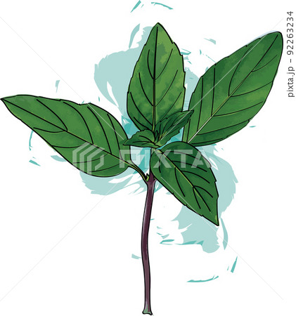 Abstract Sweet Basil leaves with color spread on white background. 92263234