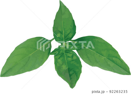 Abstract Sweet Basil leaves on white background. 92263235